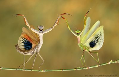 Un concours des photos les plus drôles de la nature