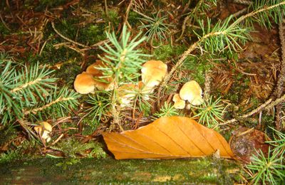 LE SAMEDI, C'EST BALADE CHAMPIGNONS.