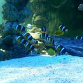 aquarium de monaco-poisson(5)