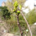 Des bébé figues pour le figuier