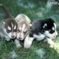 petits chiots