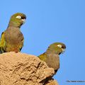 Conure de Patagonie - Photos