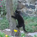 Les chatons dans le jardin