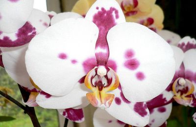Sublimes Orchidées