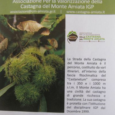 Castagna del Monte Amiata