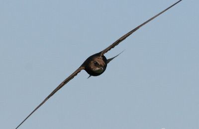 L’oiseau du mois : le Martinet noir / Vogel van de maand: De Gierzwaluw