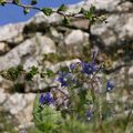 BORAGO