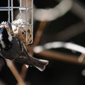 Mésange noire sur les boules de graisse