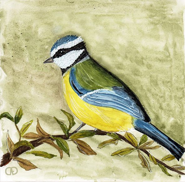 Mésange bleue