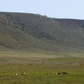 Tanzanie - Parc National du cratère du N'Gorongoro - partie 2.