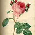 Rosa Centifolia, la Rose à Cent Feuilles par Pierre-Joseph Redouté...