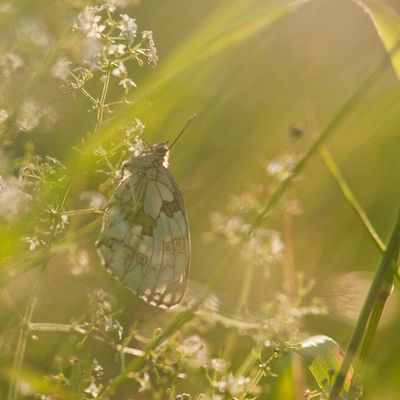 Demi-deuil  un matin !!!
