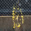 des nouveaux dans le jardin