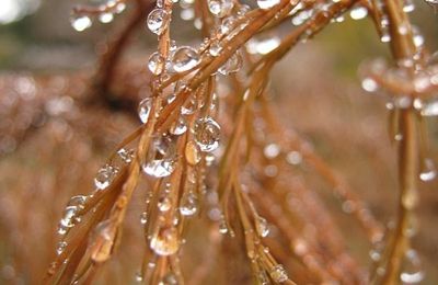 dripping with jewels - perles de pluie