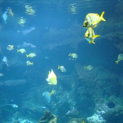 Etape 7 : Esnandes - Fouras