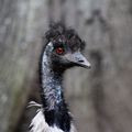 PARC ANIMALIER DE THOIRY - Des oiseaux parmi les fleurs