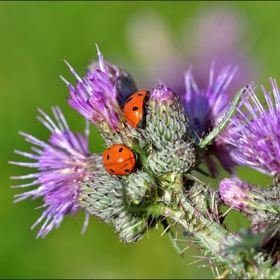 Coccinelles : Le retour