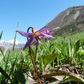 Dent de Chien
