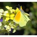 Les couleurs chatoyantes de la Provence