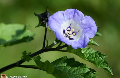 Le feuillage odorant du Nicandra repousse les aleurodes...