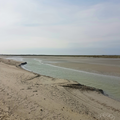 Second (très beau) séjour en Baie de Somme, la traversée de la Baie et les phoques