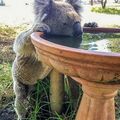 Le changement climatique contraint les koalas à boire