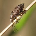 Holcogaster fibulata... la punaise des pins