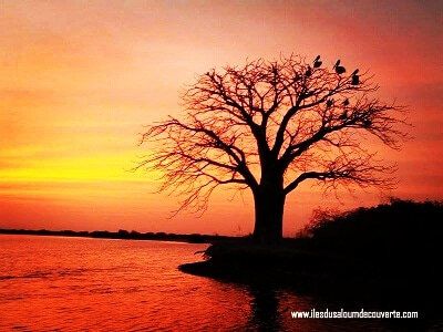 Îles du saloum Sénégal 