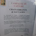 urgent : afin de sauver les chats de Tourbes (Hérault) signez cette pétition que je viens de mettre en ligne 