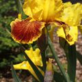 Iris au parc Floral d'Orléans 