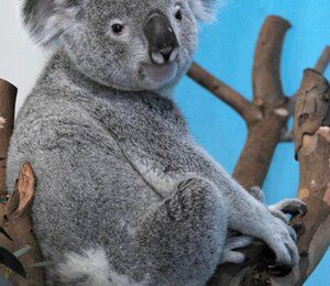 Pour la Saint-Valentin, une femelle koala s'envolera vers l'Écosse
