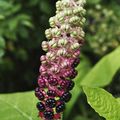 Les fruits de ce Phytolacca était utilisé comme colorant alimentaire !