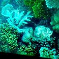 21 novembre 2013 : Cairns - Barrière de Corail (suite)