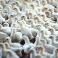 Des OGM dans les poulets fermiers Label rouge : tout fout le camp