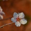 Fleur de ...
