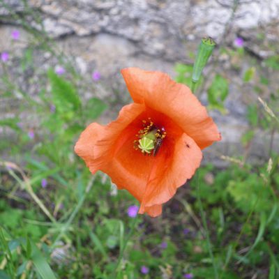 Dernières fleurs