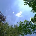 Le nuage du haut de la futaie