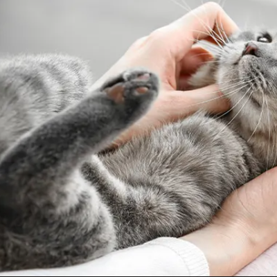 GARDE DE CHAT A MON DOMICILE - PRESTATION TERMINÉE