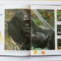 En savoir plus sur les chimpanzés