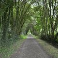 [Bretagne] sur l'ancienne voie ferrée... d'Antrain à la gare de Tremblay