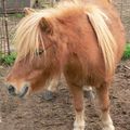 MON PONEY PRÉFÉRÉ