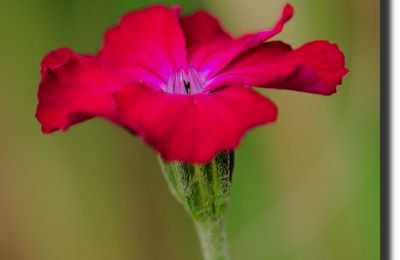 COQUELOURDE DES JARDINS