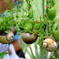 La promenade des escargots