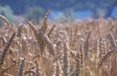 La moisson en Provence autrefois