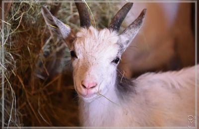 Des animaux au Puy du Fou
