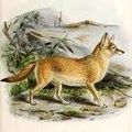 La chasse d'été du renard