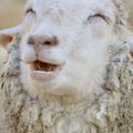 Australie : Il insulte ses moutons