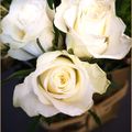 Mes fleurs du dimanche 