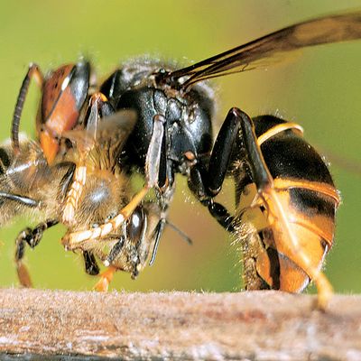 Abeilles, guêpes, frelons