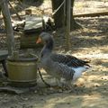 Un petit tour à la ferme!